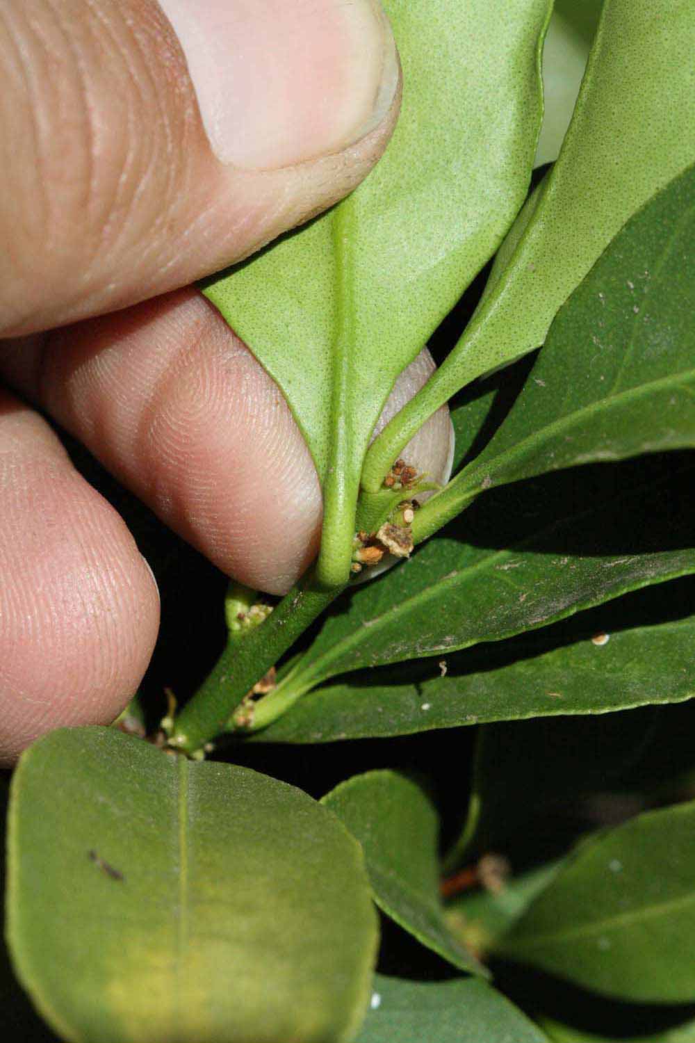              Petiole (Riverside, CA)       